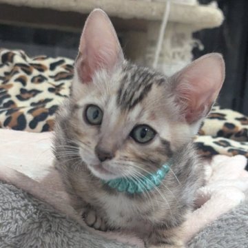 ベンガル【静岡県・男の子・2025年9月10日・ブラックシルバースポテッドタビー(ロゼット)】の写真「可愛い男の子」