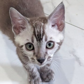 ベンガル【静岡県・男の子・2025年9月12日・シールミンクマーブルドタビー】の写真「可愛い男の子」