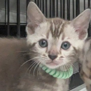 ベンガル【静岡県・男の子・2025年9月12日・シールミンクマーブルドタビー】の写真「可愛い男の子」