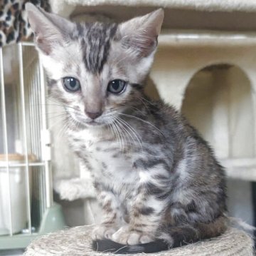 ベンガル【静岡県・男の子・2025年9月10日・ブラックシルバースポテッドタビー(ロゼット)】の写真「可愛い男の子」