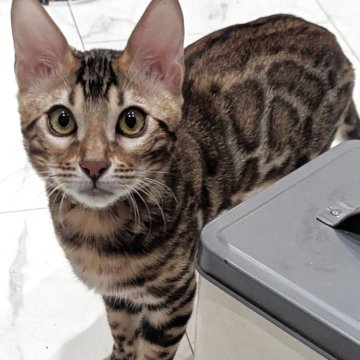 ベンガル【静岡県・男の子・2025年7月1日・ブラウンスポテッドタビー(ロゼット)】の写真「可愛い男の子」