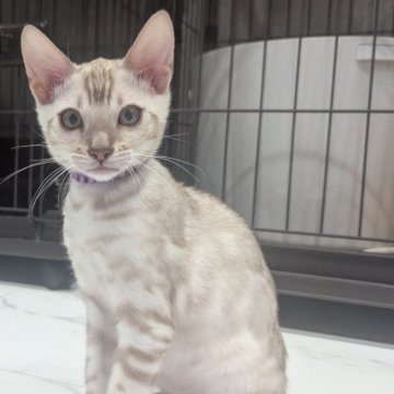 ベンガル【静岡県・男の子・2025年9月12日・シールミンクスポテッドタビー(ロゼット)】の写真「可愛い男の子」