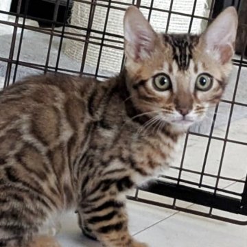 ベンガル【静岡県・男の子・2025年9月10日・ブラウンスポテッドタビー(ロゼット)】の写真「可愛い男の子」