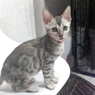 ベンガル【静岡県・男の子・2025年9月12日・ブラックシルバースポテッドタビー(ロゼット)】の写真「可愛い男の子」