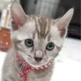 ベンガル