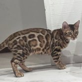 ベンガル