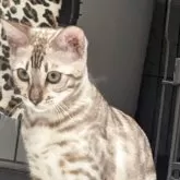 ベンガル