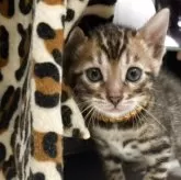 ベンガル