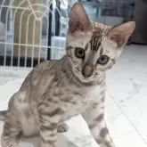 ベンガル