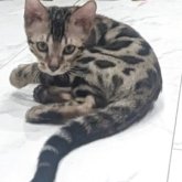 ベンガル