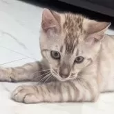 ベンガル