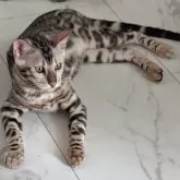 ベンガル