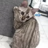 ベンガル