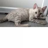 ベンガル