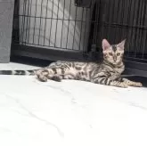 ベンガル