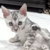 ベンガル