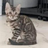 ベンガル