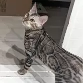 ベンガル