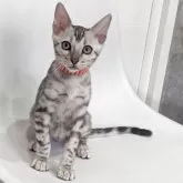 ベンガル【静岡県・男の子・2025年9月12日・ブラックシルバースポテッドタビー(ロゼット)】の写真1