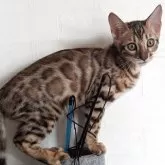 ベンガル