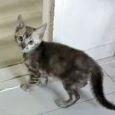 ベンガル【静岡県・男の子・2025年9月12日・シールミンクマーブルドタビー】の写真3