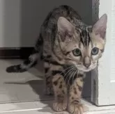 ベンガル【静岡県・女の子・2025年9月12日・ブラウンスポテッドタビー(ロゼット)】の写真4