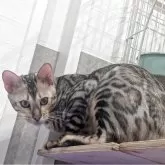 ベンガル【静岡県・男の子・2025年3月2日・ブラックシルバースポテッドタビー(ロゼット)】の写真5