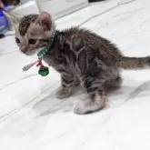 ベンガル【静岡県・男の子・2025年9月10日・ブラックシルバースポテッドタビー(ロゼット)】の写真6