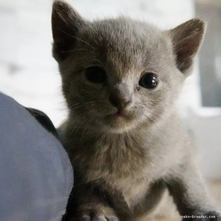ID:2412-01550の子猫