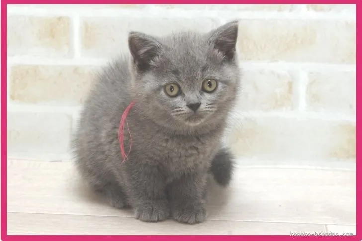 H.S 様のお迎えした子猫