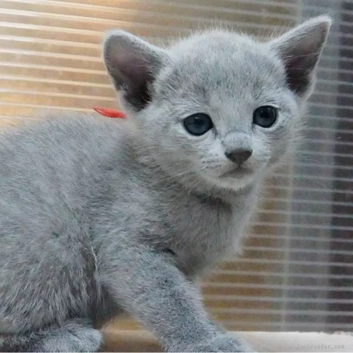 ID：2407-02522の子猫