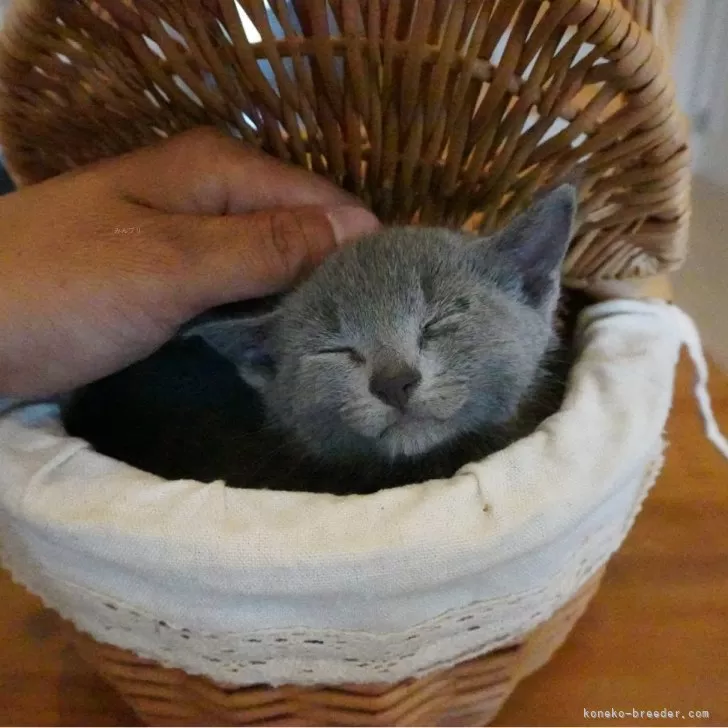 ID:2405-01675の子猫