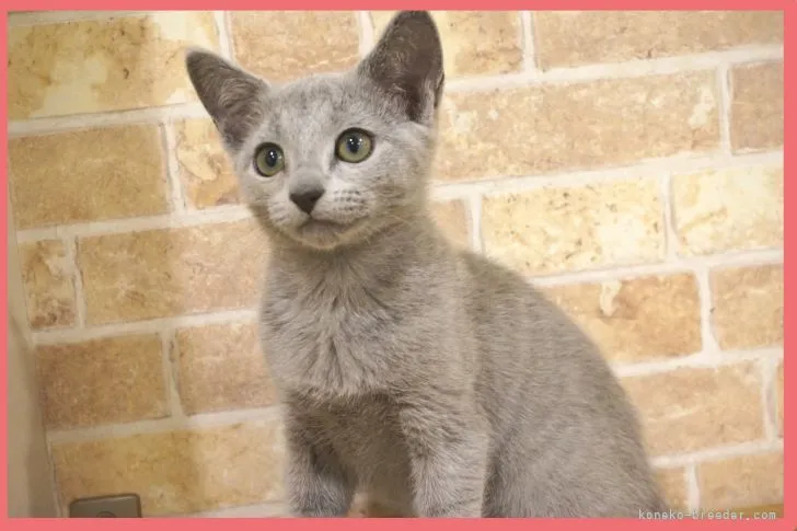 ID：2109-02556の子猫
