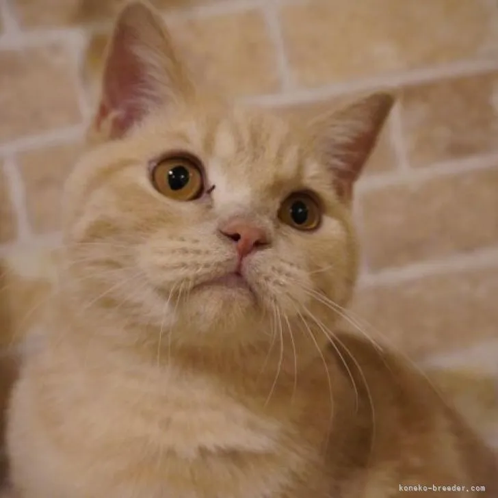 ID:2210-02667の子猫