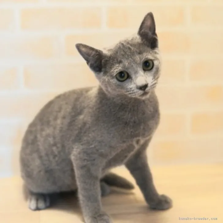 ID：2305-00677の子猫