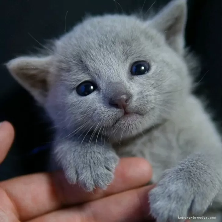 ID:2404-01751の子猫