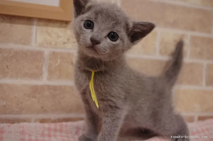 ID:1805-01659の子猫