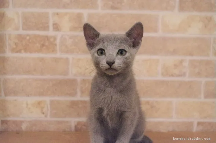ID:1808-00204の子猫