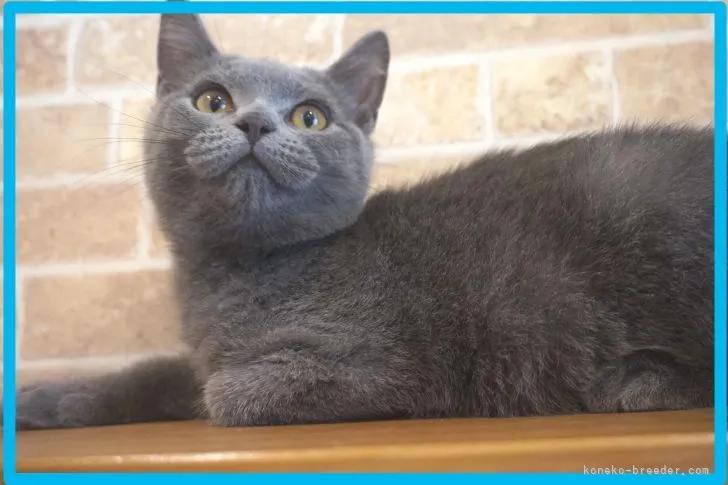 ID：2105-01330の子猫