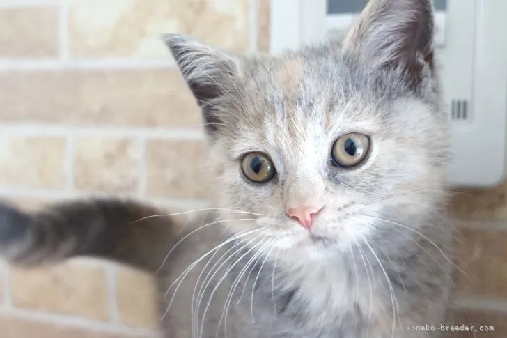 A.K 様のお迎えした子猫
