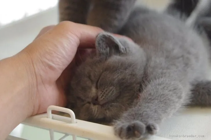 ID:2007-01457の子猫