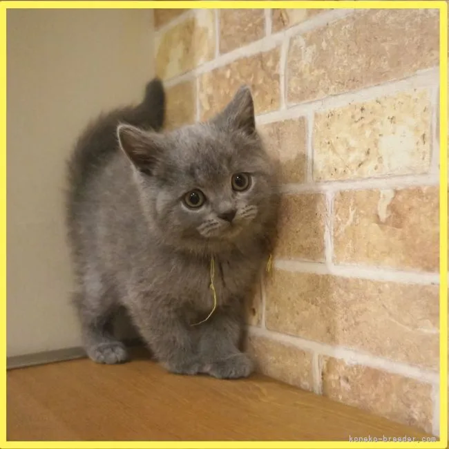 ID：2204-02815の子猫