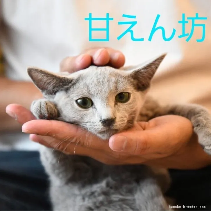 ID:2307-01117の子猫