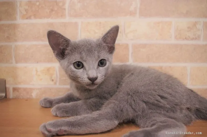 ID：1810-01603の子猫