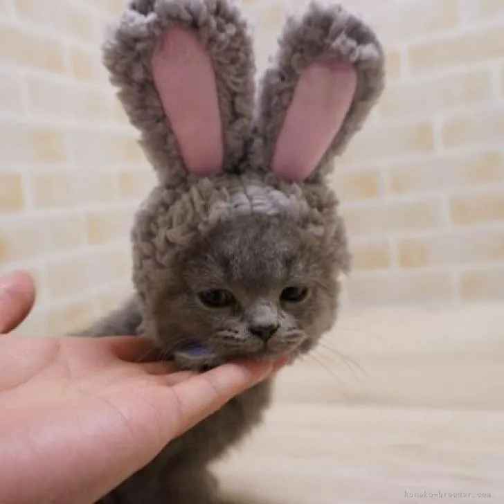 ID:2301-00199の子猫