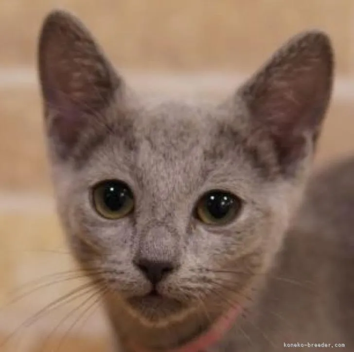 ID：2208-03163の子猫