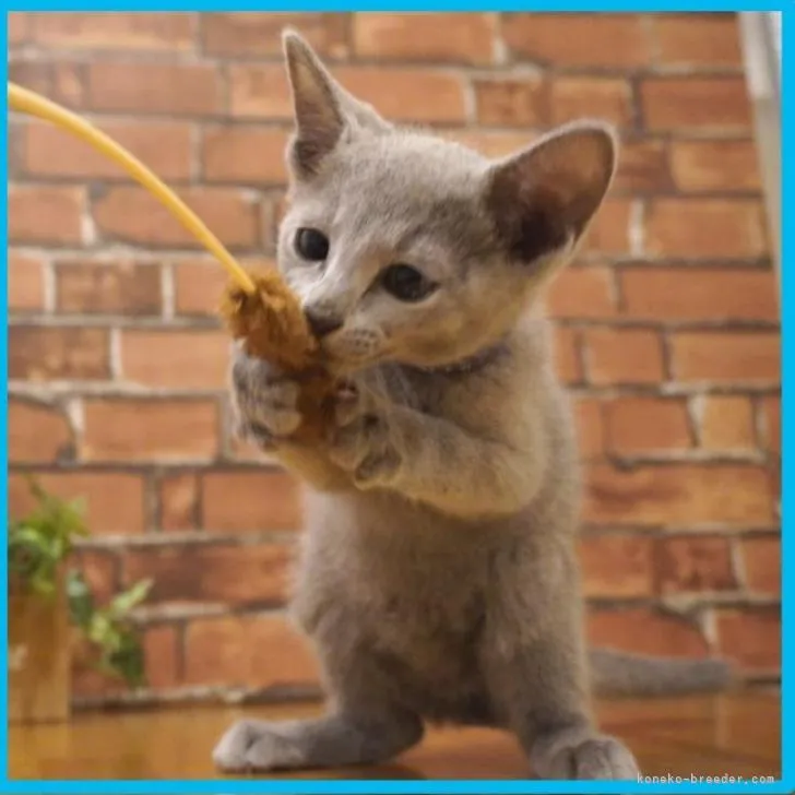 ID:2207-01238の子猫
