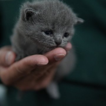 ブリティッシュショートヘア【神奈川県・女の子・2024年2月26日・ブルー】の写真「可愛らしい赤ちゃんにゃんこです♪」