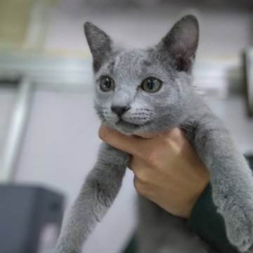 ロシアンブルー【神奈川県・男の子・2023年11月18日・ブルー】の写真「人間大好きな男の子♪」