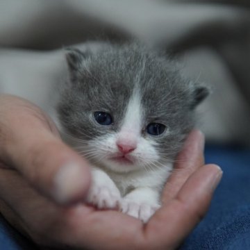 ブリティッシュショートヘア【神奈川県・男の子・2024年2月26日・ブルーホワイト】の写真「優しい顔立ちニャンコ♪」